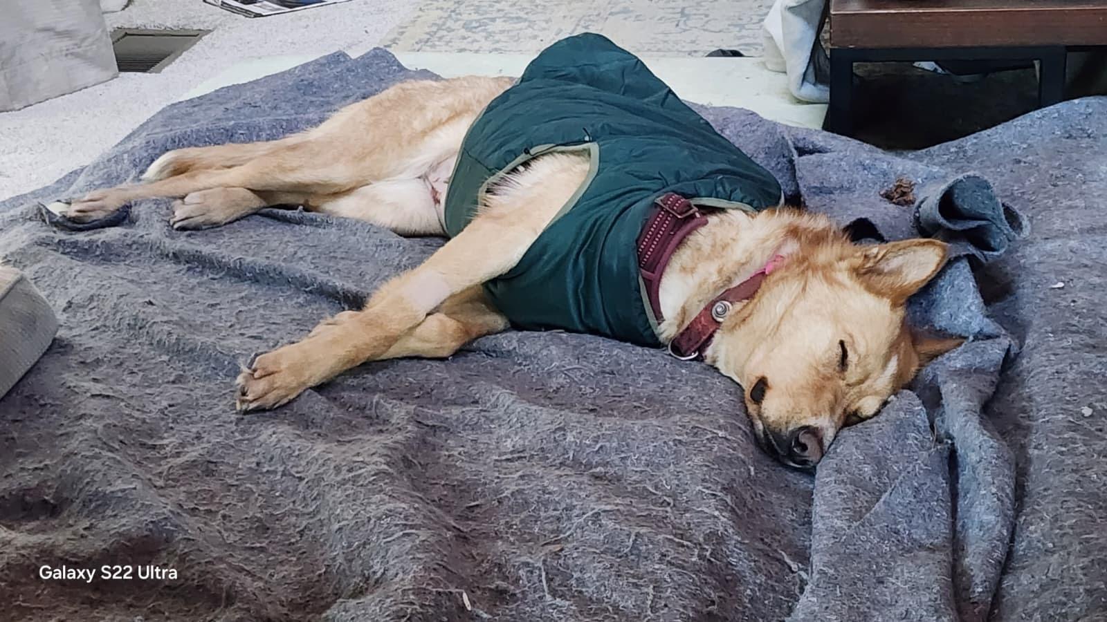 Francine, a ADOPTABLE mixed breed in Los Osos, CA image 3/6