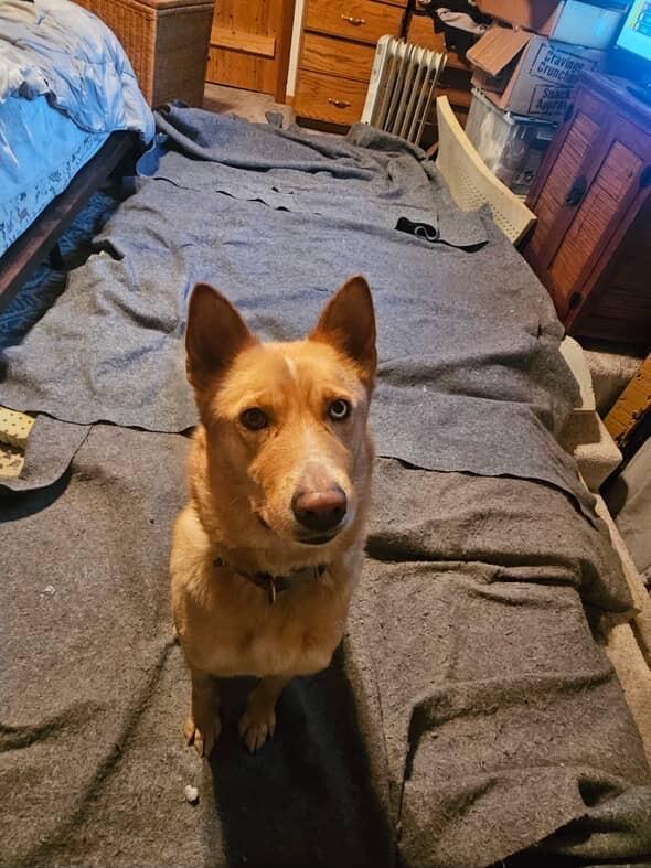 Francine, a ADOPTABLE mixed breed in Los Osos, CA image 5/6