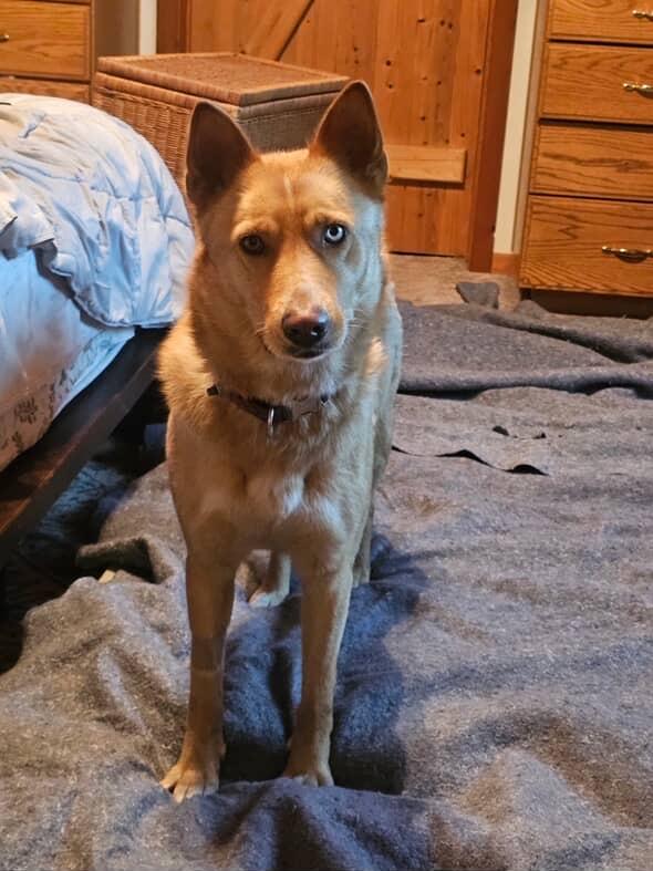 Francine, a ADOPTABLE mixed breed in Los Osos, CA image 2/6