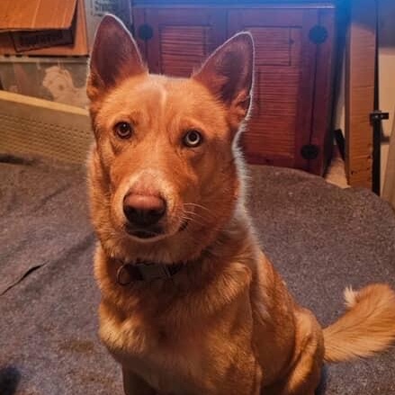 Francine, a ADOPTABLE mixed breed in Los Osos, CA image 1/6