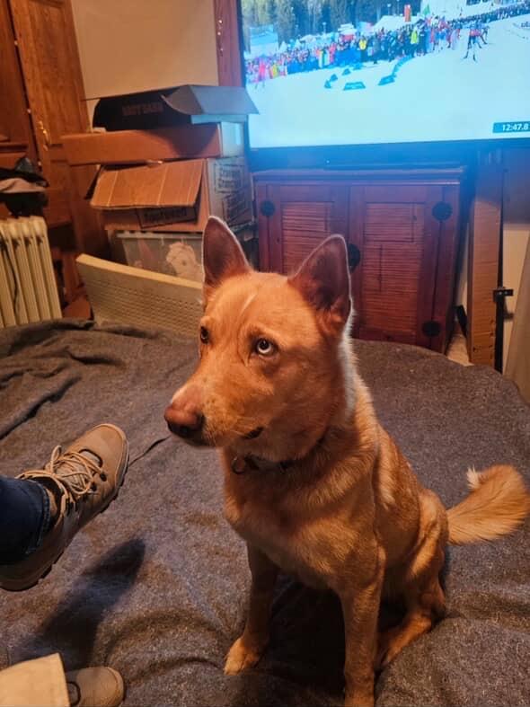 Francine, a ADOPTABLE mixed breed in Los Osos, CA image 4/6