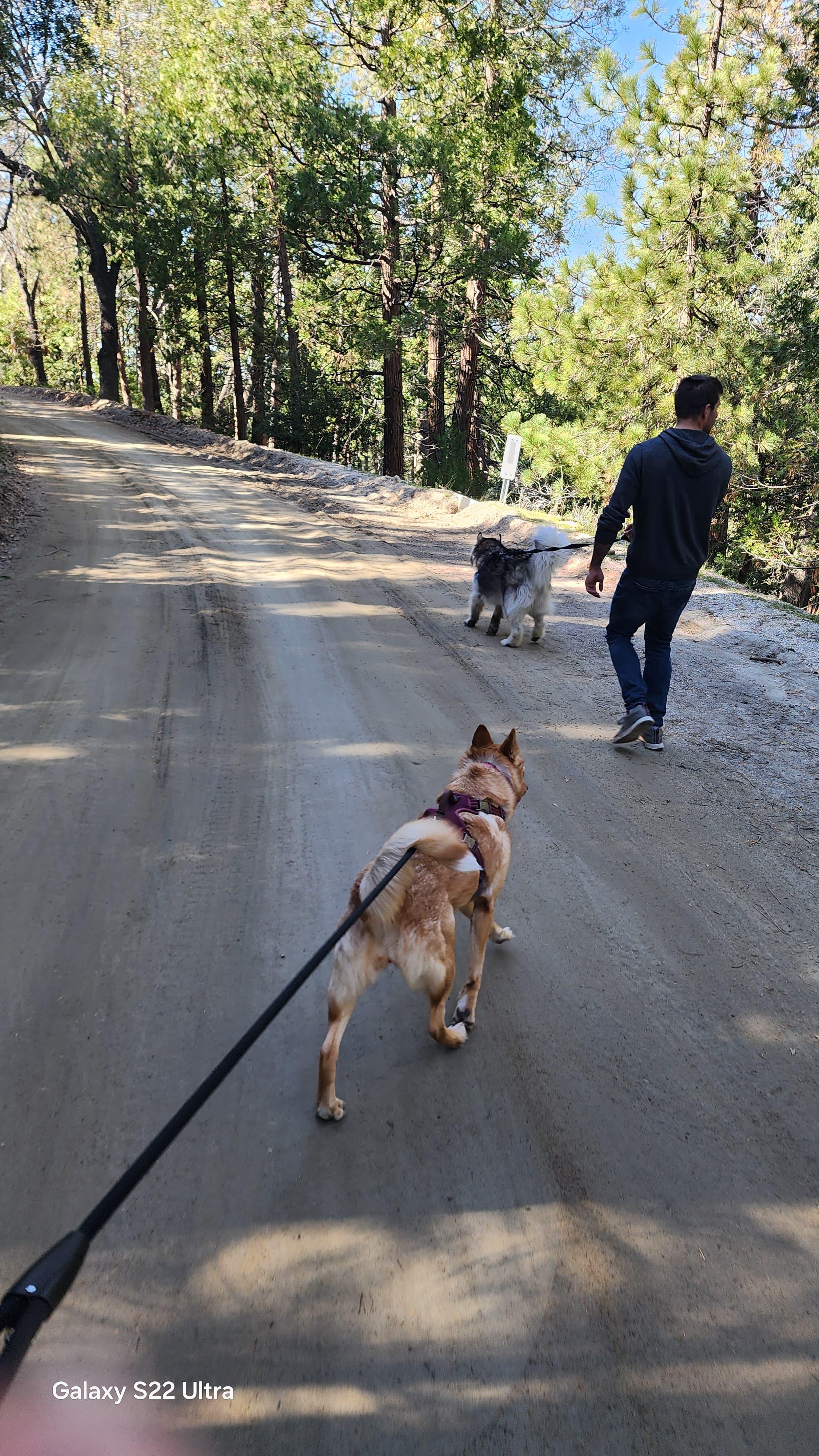 Francine, a ADOPTABLE mixed breed in Los Osos, CA image 6/6