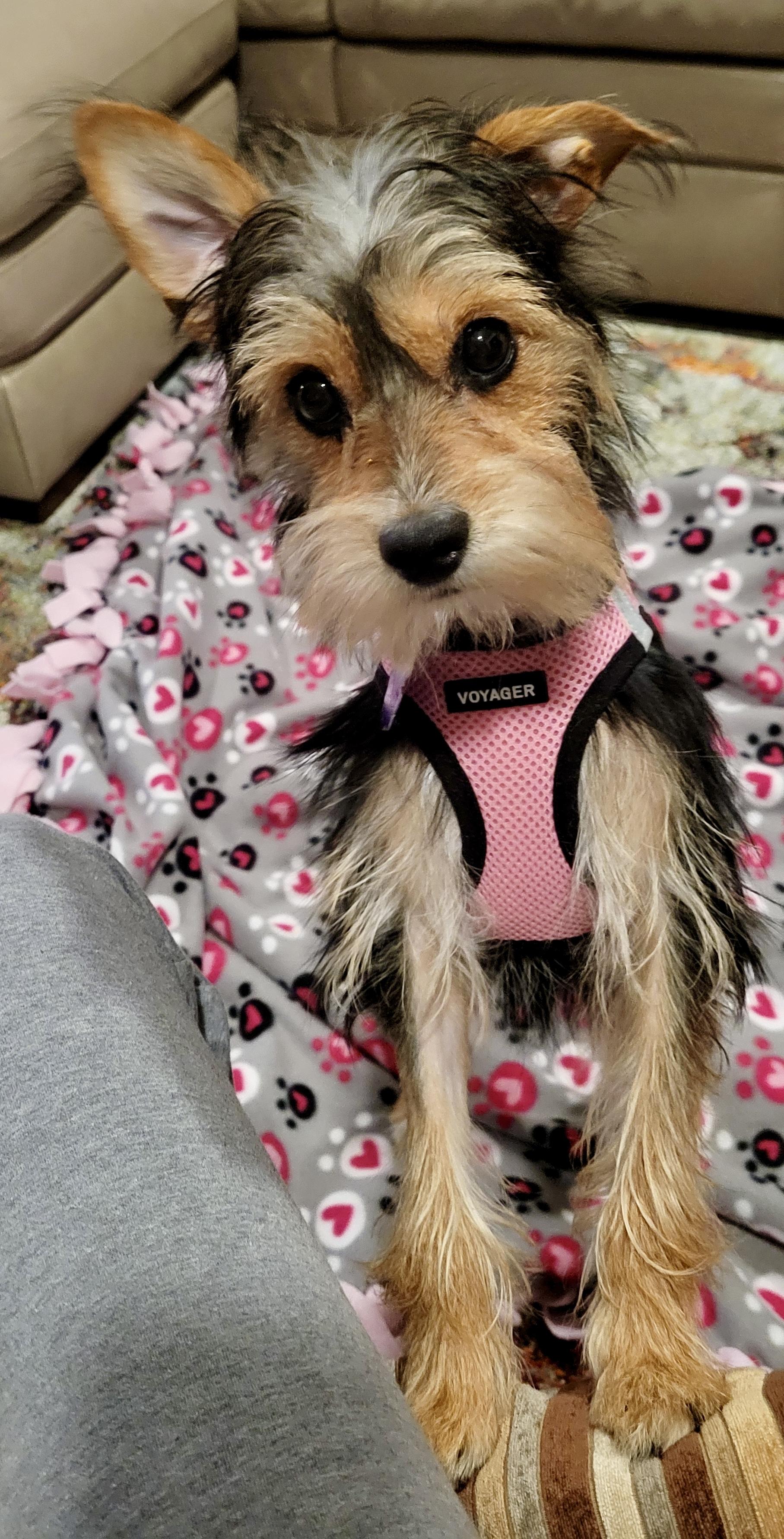 Enlarge Honey, an adopted mixed breed in West Palm Beach, FL image 1/6