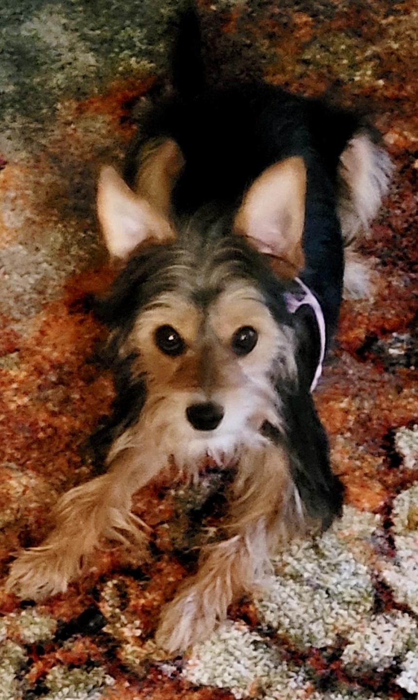 Enlarge Honey, an adopted mixed breed in West Palm Beach, FL image 3/6