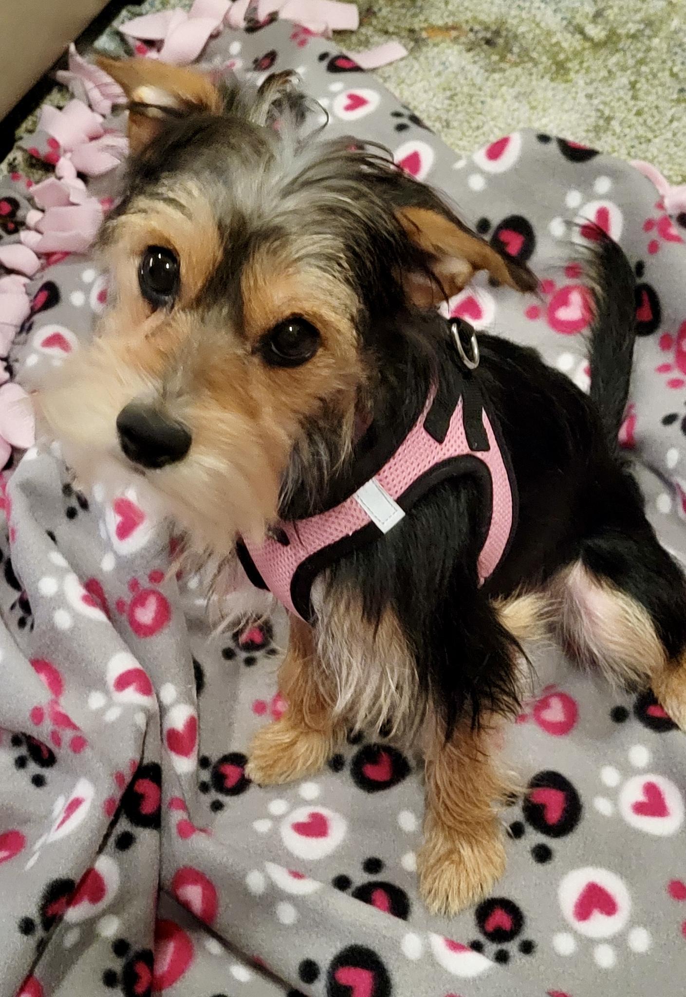 Enlarge Honey, an adopted mixed breed in West Palm Beach, FL image 4/6