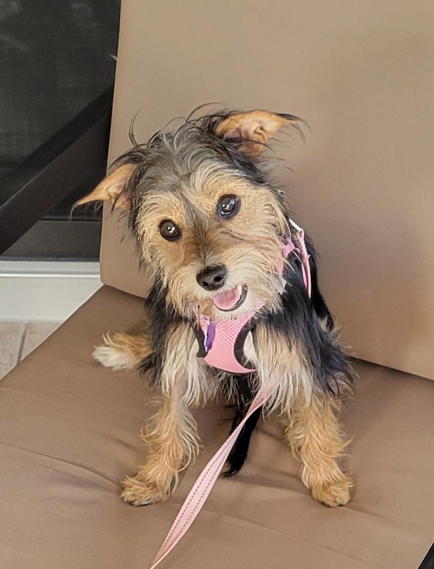 Enlarge Honey, an adopted mixed breed in West Palm Beach, FL image 5/6