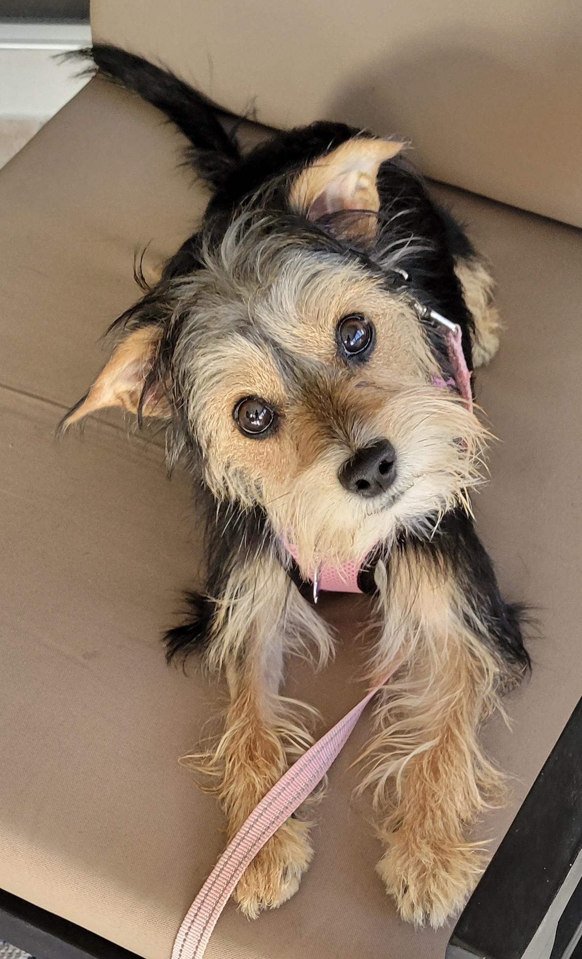 Enlarge Honey, an adopted mixed breed in West Palm Beach, FL image 6/6