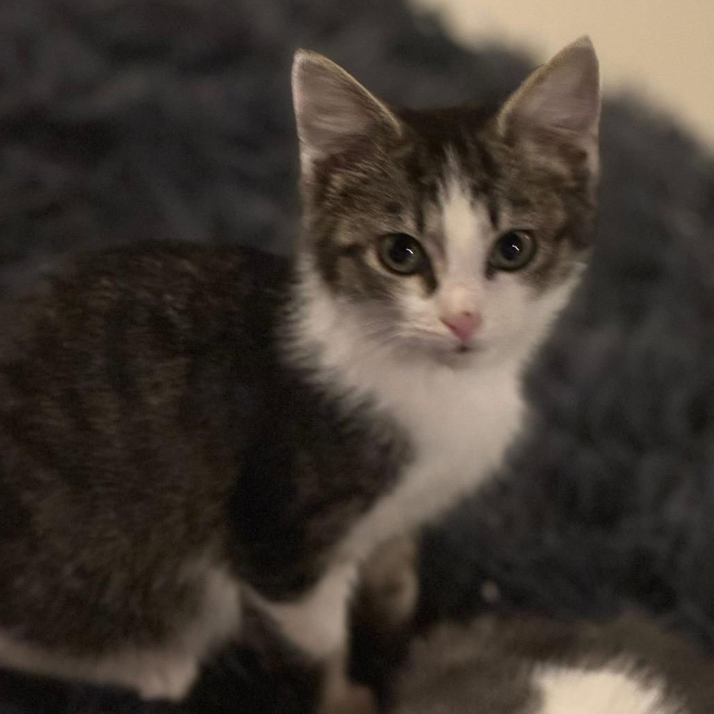 Sneezy, Adoptable, Kitten Female Domestic Medium Hair.