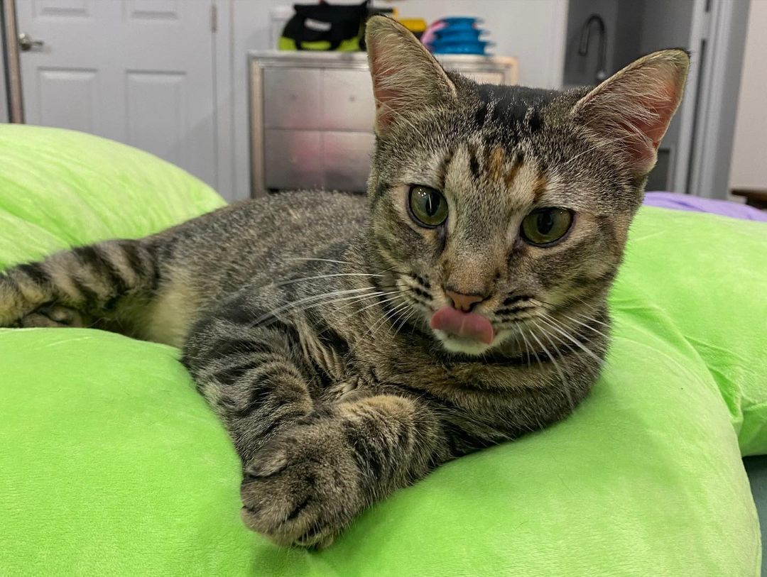 Olive, Adoptable, Adult Female Domestic Medium Hair.