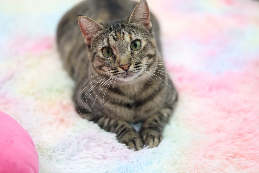 Enlarge Olive, a Adoptable mixed breed in Jesup, GA image 2/3