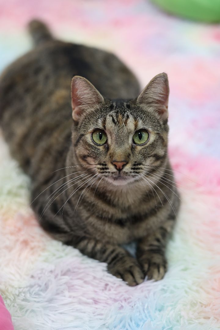 Enlarge Olive, a Adoptable mixed breed in Jesup, GA image 3/3