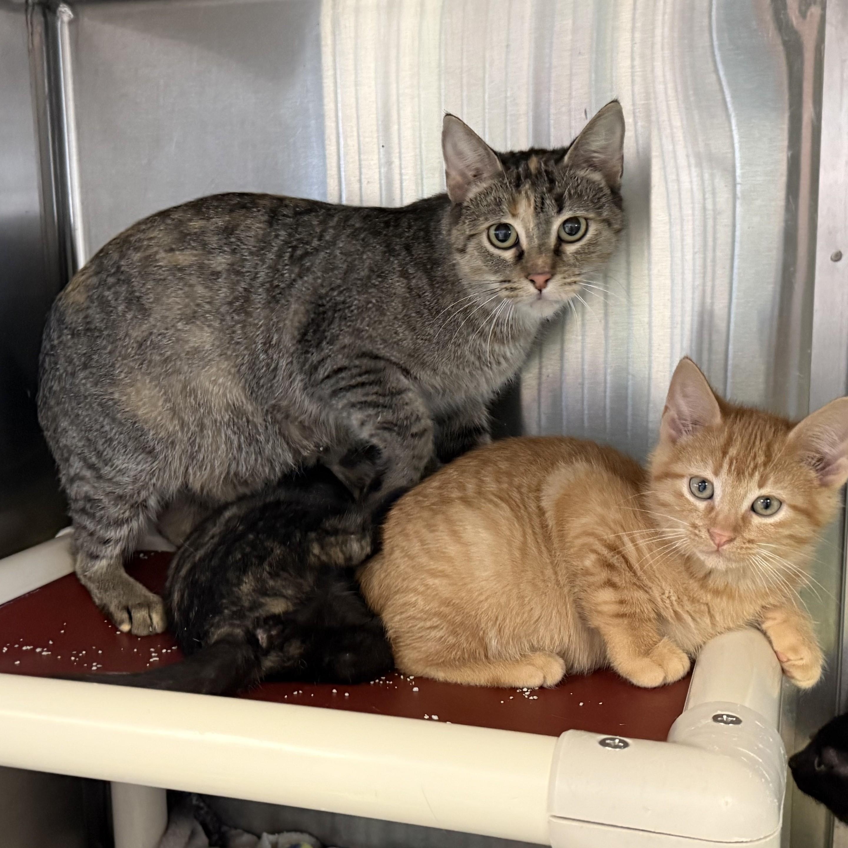 Enlarge DUMPLING, a ADOPTABLE Domestic Short Hair in La Crescent, MN image 4/4