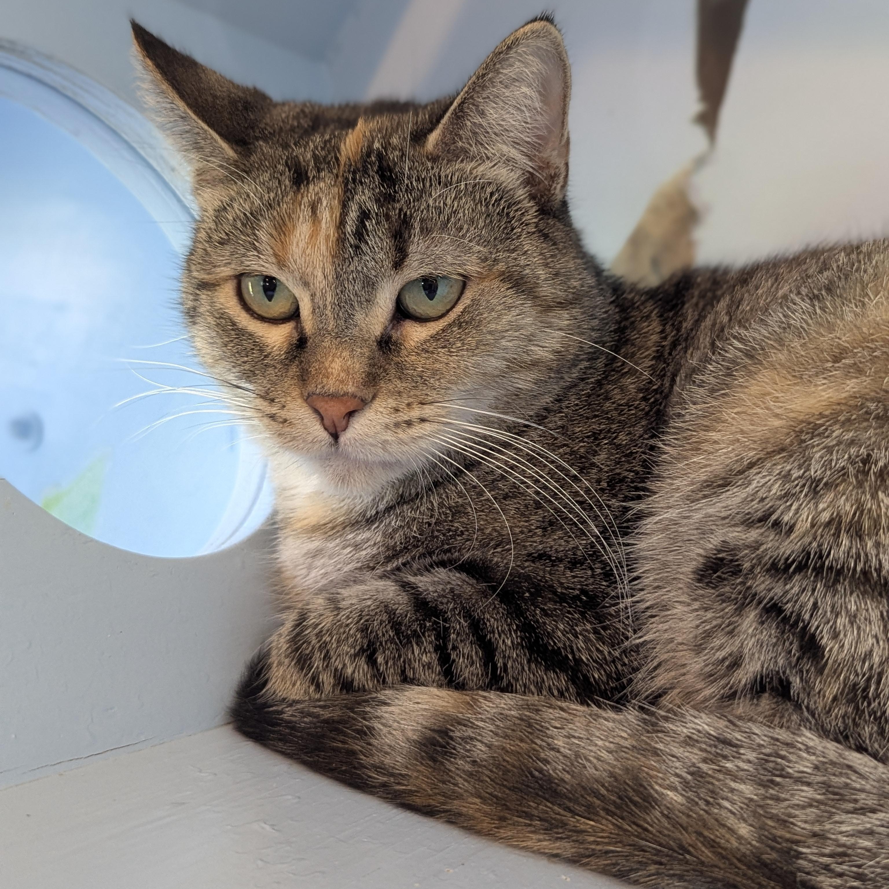 Enlarge DUMPLING, a ADOPTABLE Domestic Short Hair in La Crescent, MN image 2/5