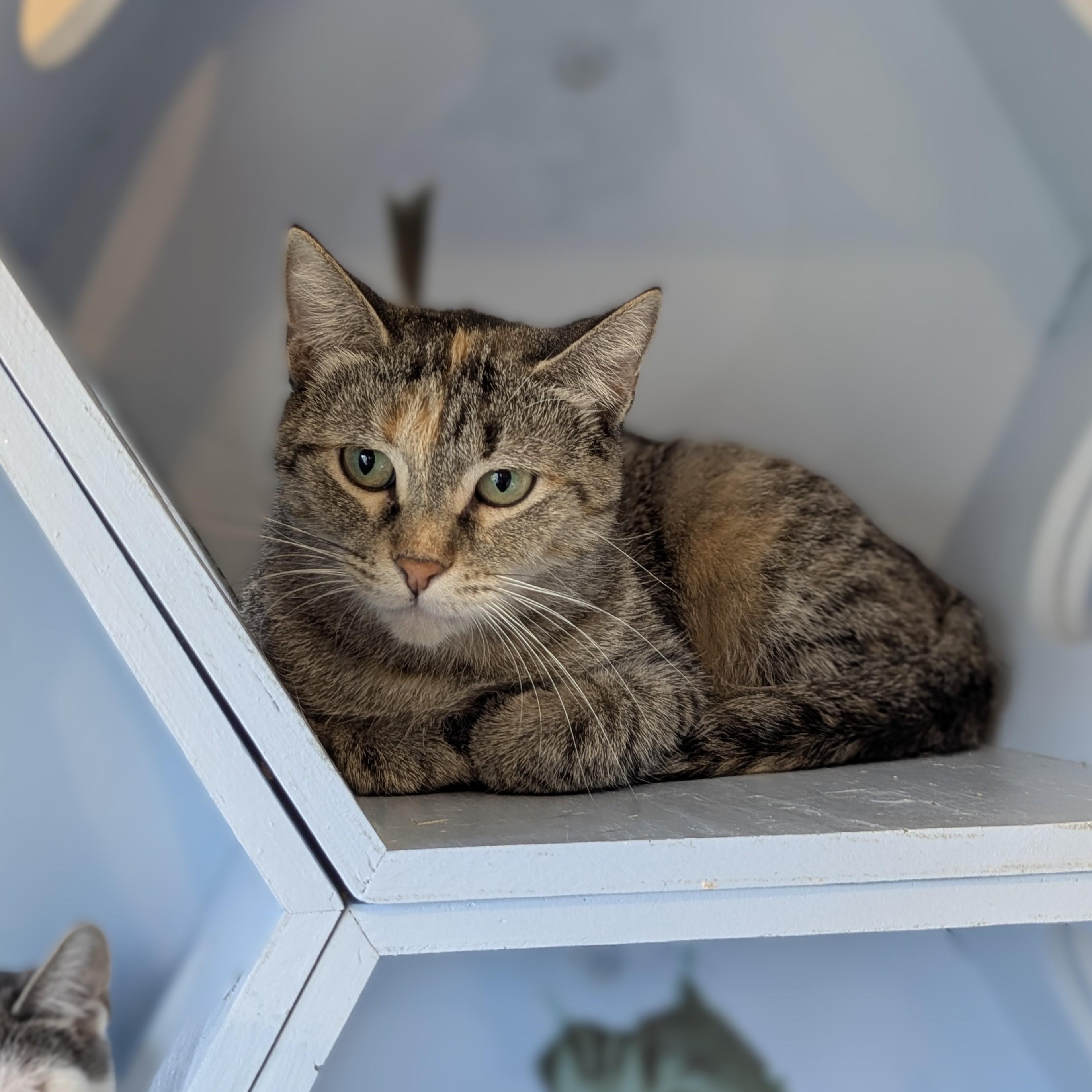 Enlarge DUMPLING, a ADOPTABLE Domestic Short Hair in La Crescent, MN image 1/4