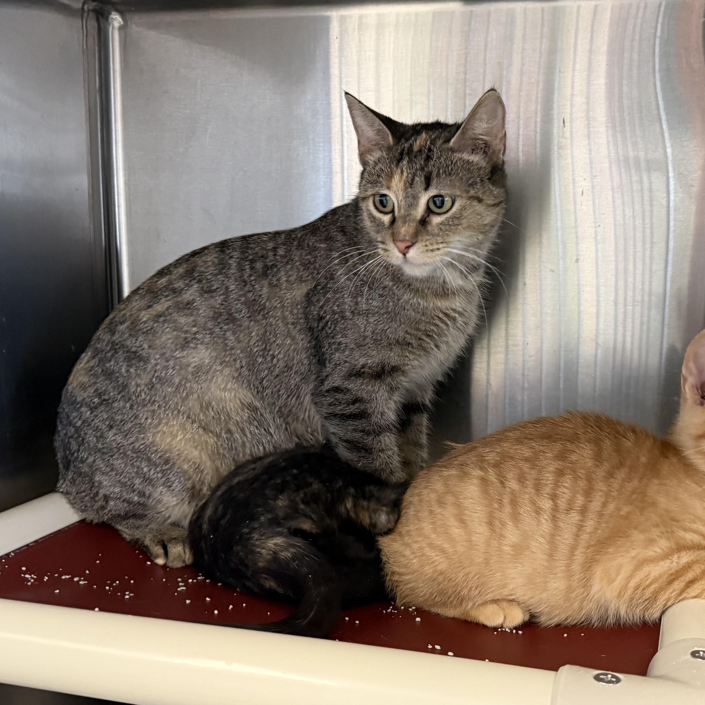 Enlarge DUMPLING, a ADOPTABLE Domestic Short Hair in La Crescent, MN image 3/4