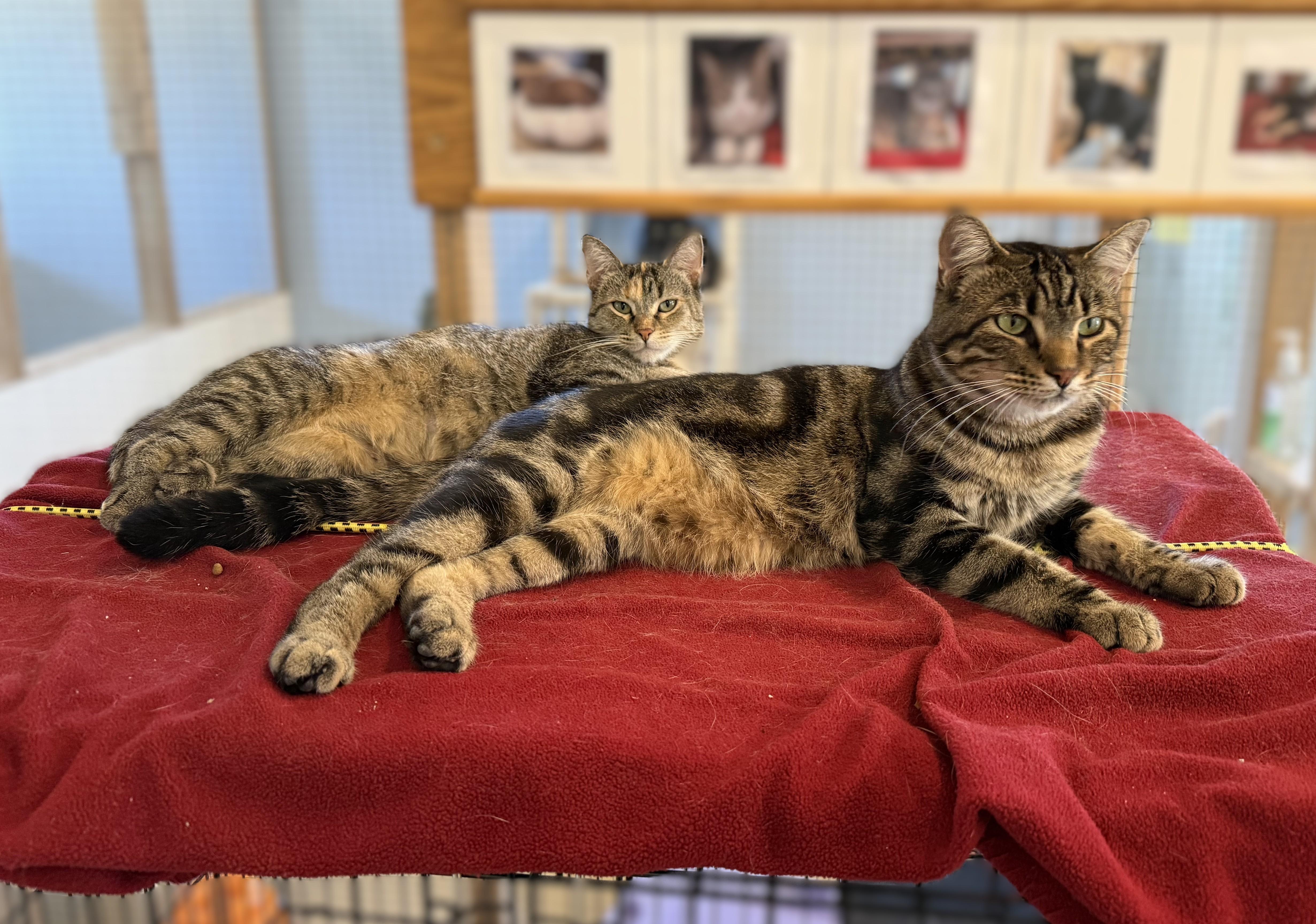 DUMPLING, a ADOPTABLE Domestic Short Hair in La Crescent, MN image 3/5