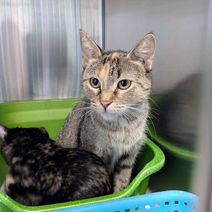 Enlarge DUMPLING, a ADOPTABLE Domestic Short Hair in La Crescent, MN image 2/4