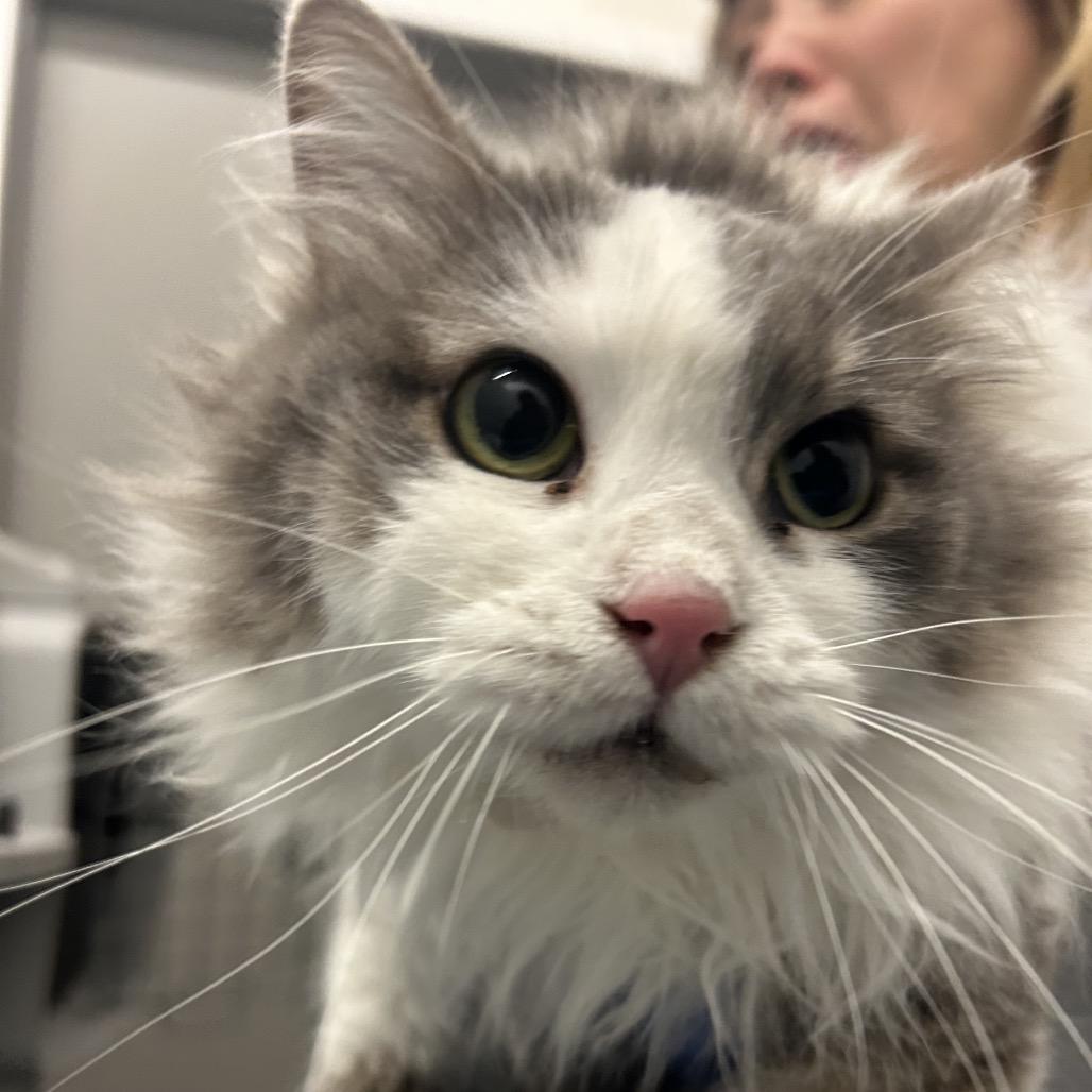 Persimmon, Adoptable, Adult Female Domestic Long Hair.