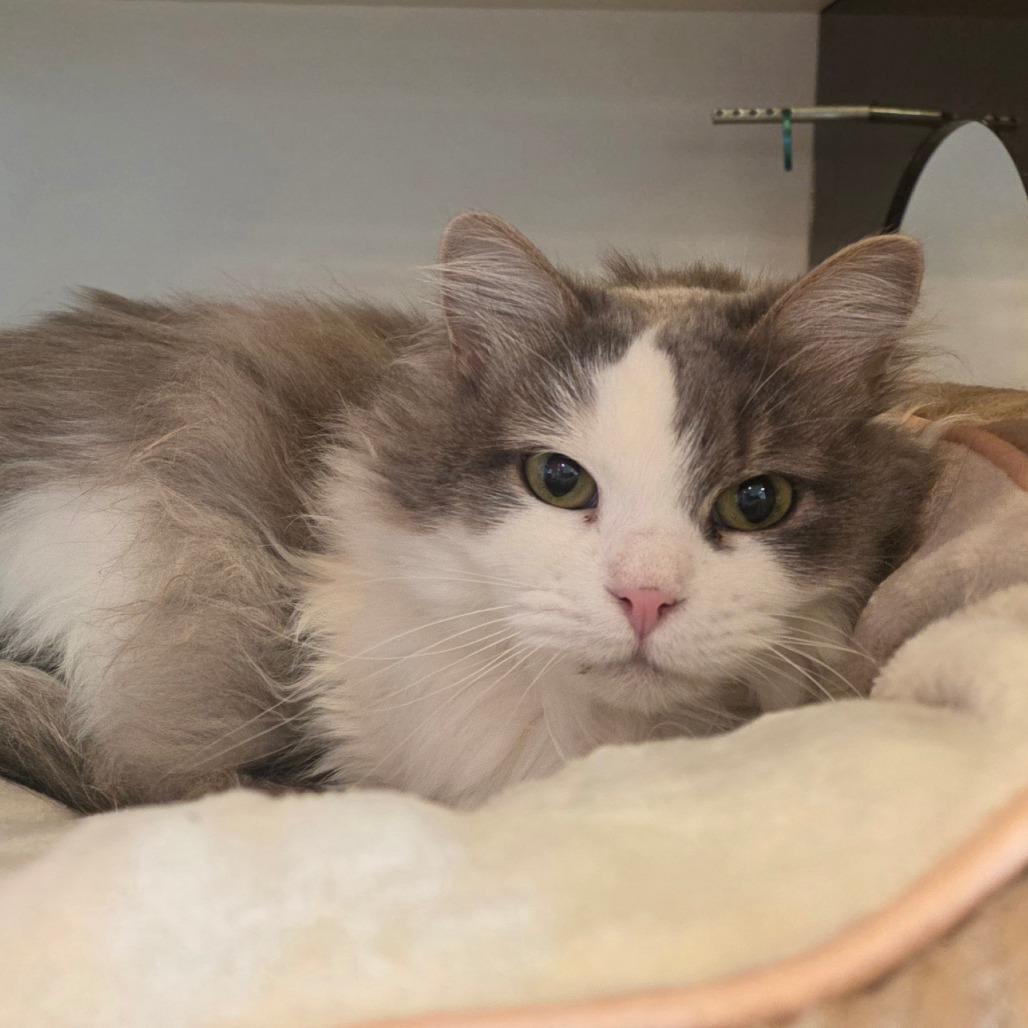 Persimmon, a Adoptable Domestic Long Hair in Park City, UT image 2/3