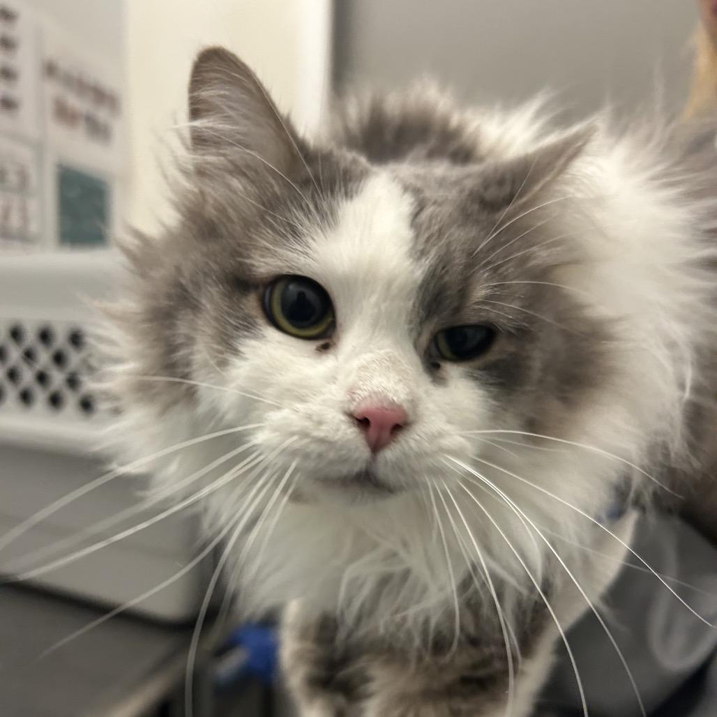 Persimmon, a Adoptable Domestic Long Hair in Park City, UT image 3/3