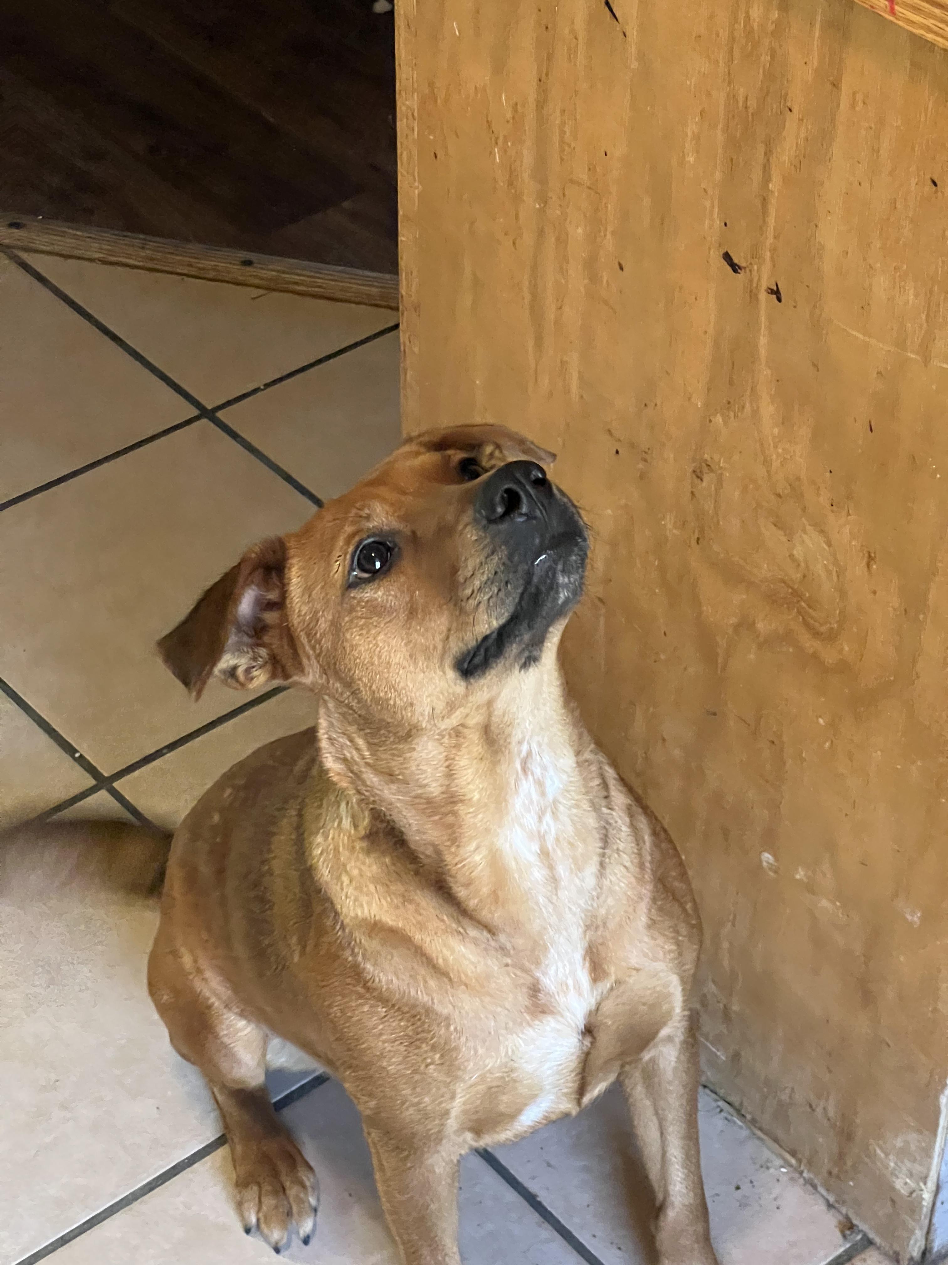 Dixie, Adoptable, Young Female Terrier.