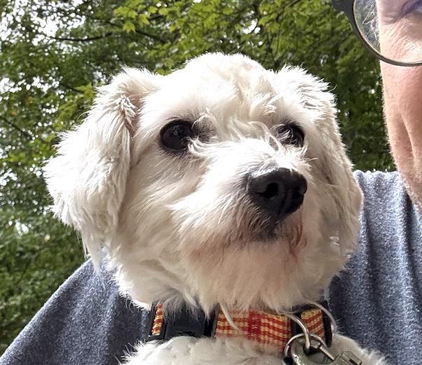 Pumpkin, Adopted, Senior Female Bichon Frise.