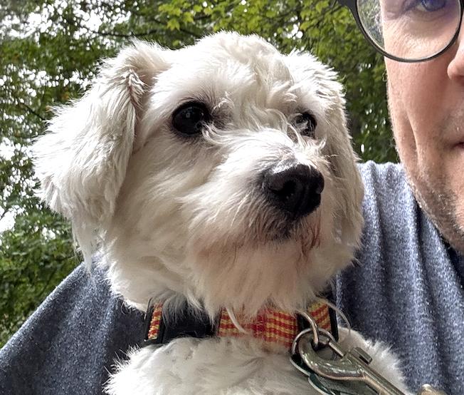 Enlarge Pumpkin, a Adopted mixed breed in Raleigh, NC image 2/2