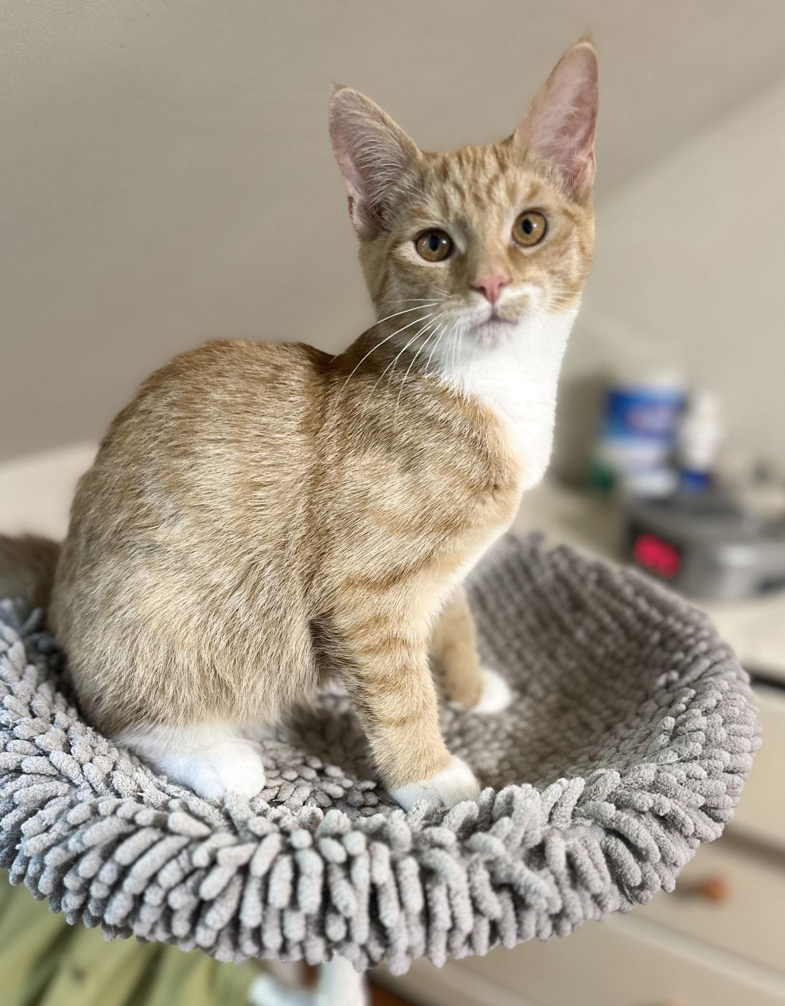 Twizzler, Adoptable, Young Male Domestic Short Hair.