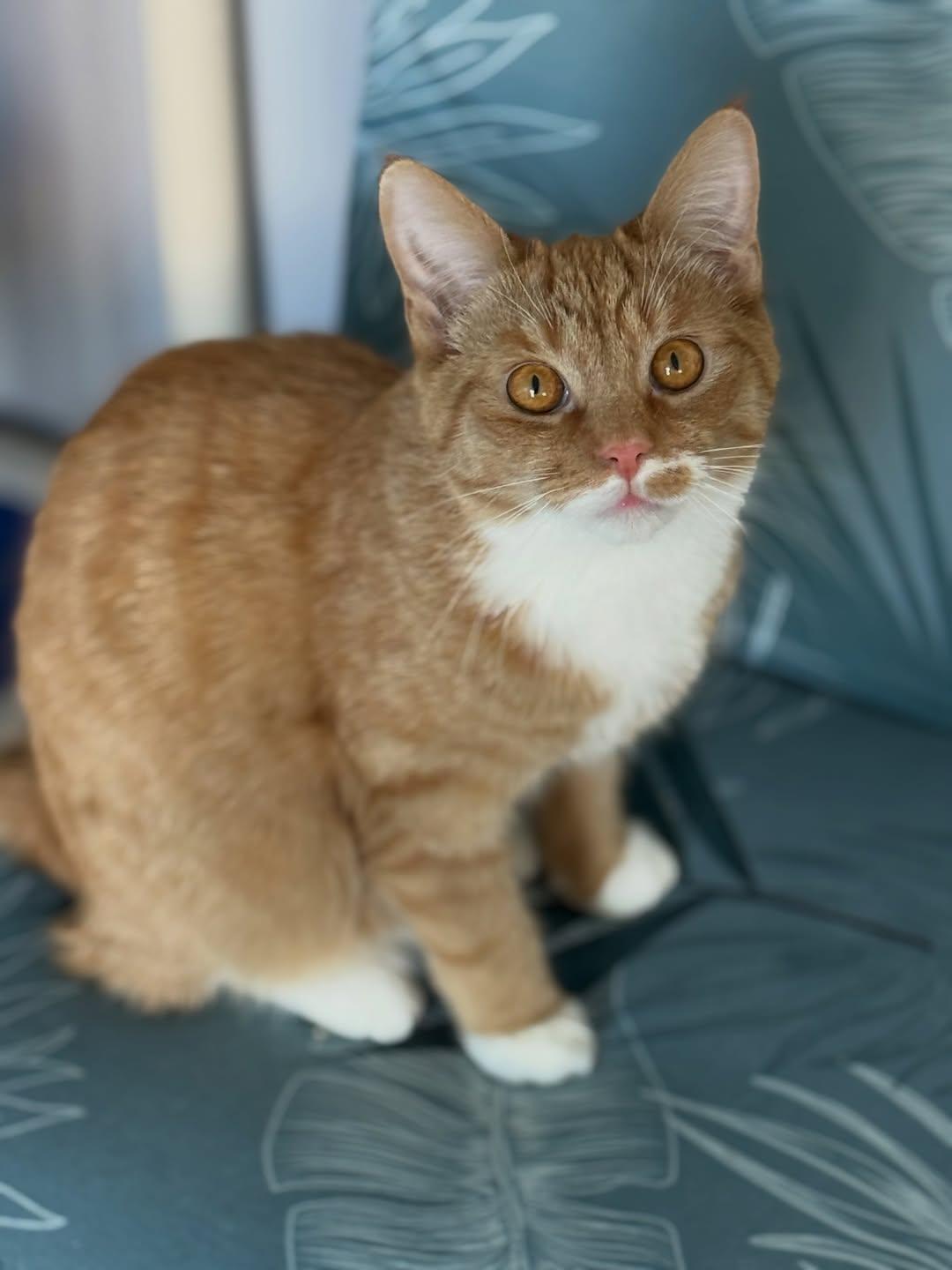 Enlarge Twizzler, a Adoptable Domestic Short Hair in Newtown Square, PA image 2/3