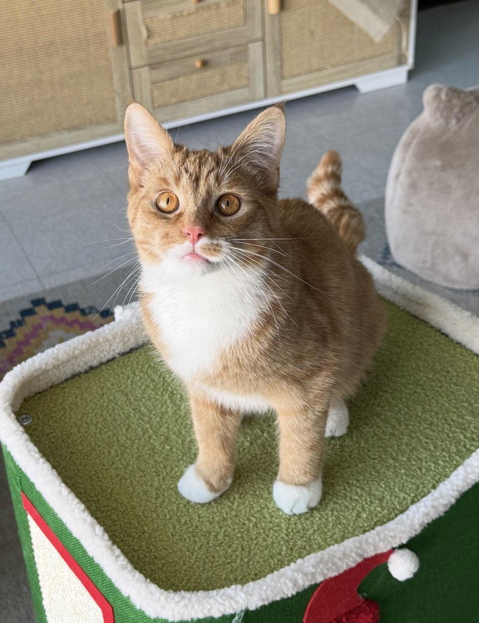 Enlarge Twizzler, a Adoptable Domestic Short Hair in Newtown Square, PA image 3/3