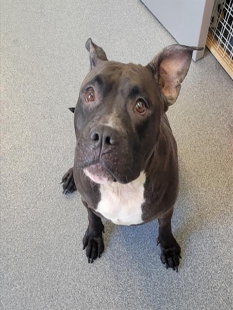 NERISSA, Adoptable, Adult Female Pit Bull Terrier & Mixed Breed.