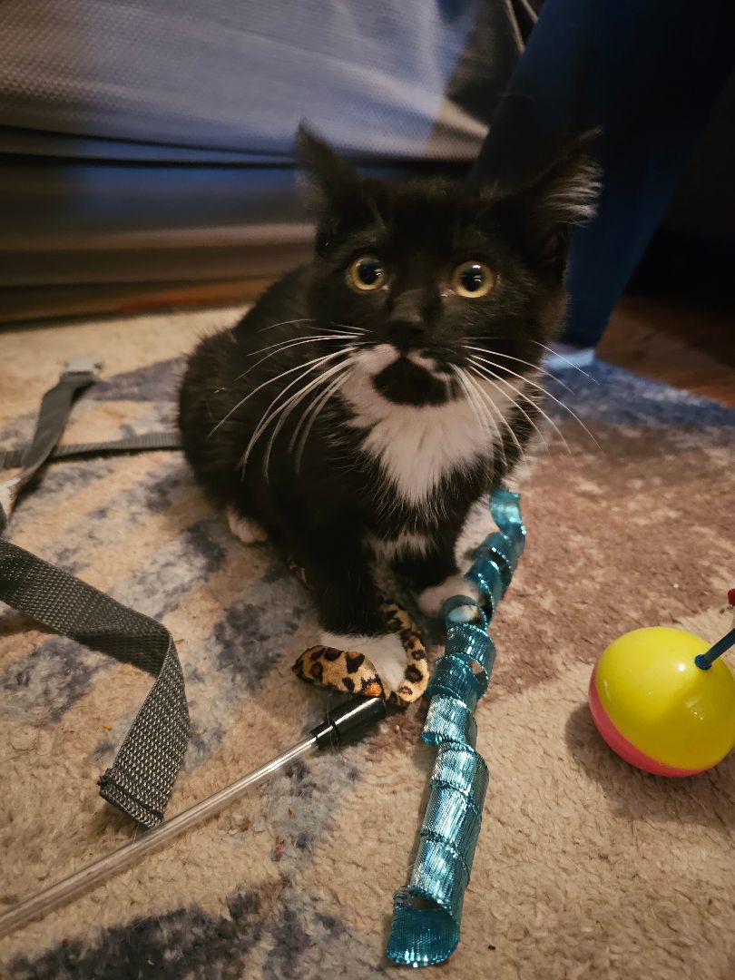 Domino, Adopted, Young Male Domestic Medium Hair.