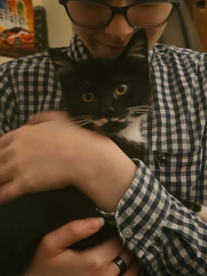 Enlarge Domino, a Adopted Domestic Medium Hair in Luna Pier, MI image 2/6