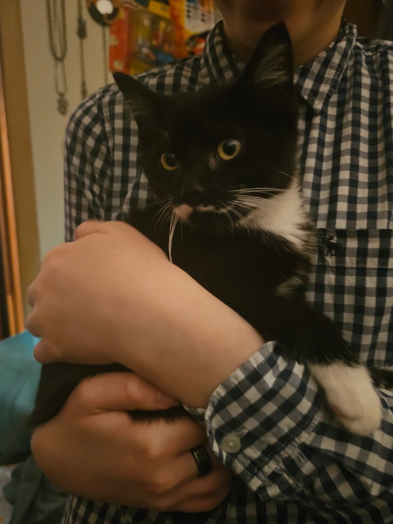 Enlarge Domino, a Adopted Domestic Medium Hair in Luna Pier, MI image 3/6