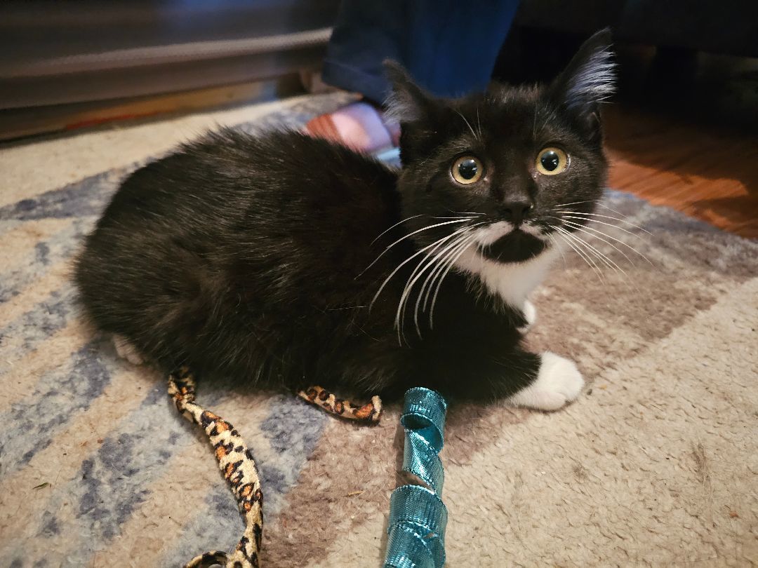 Enlarge Domino, a Adopted Domestic Medium Hair in Luna Pier, MI image 4/6