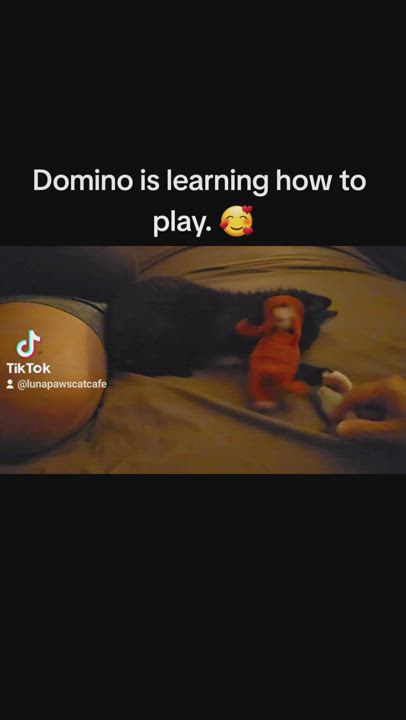 Enlarge Domino, a Adopted Domestic Medium Hair in Luna Pier, MI video 5/6