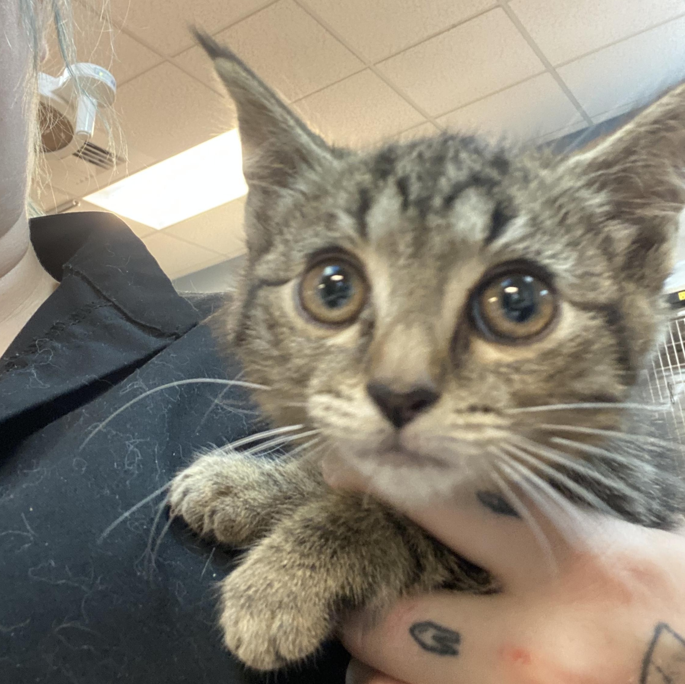Enlarge Naomi, a ADOPTABLE Domestic Short Hair in Ontario, NY image 1/1