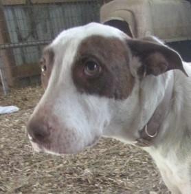 Flo, a Adoptable mixed breed in Frederick, MD image 4/6