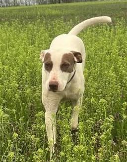 Flo, a Adoptable mixed breed in Frederick, MD image 1/6