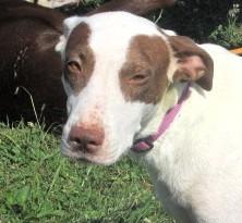 Flo, a Adoptable mixed breed in Frederick, MD image 2/6