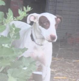 Flo, a Adoptable mixed breed in Frederick, MD image 5/6