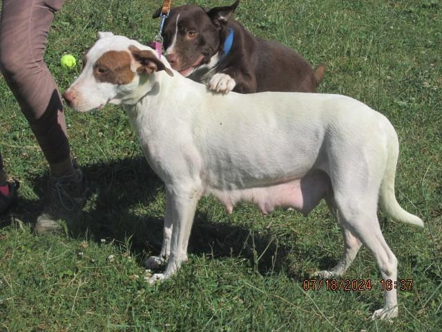 Flo, a Adoptable mixed breed in Frederick, MD image 6/6