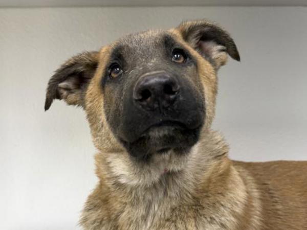 Enlarge Teaspoon, a Adoptable mixed breed in Portland, OR image 1/1