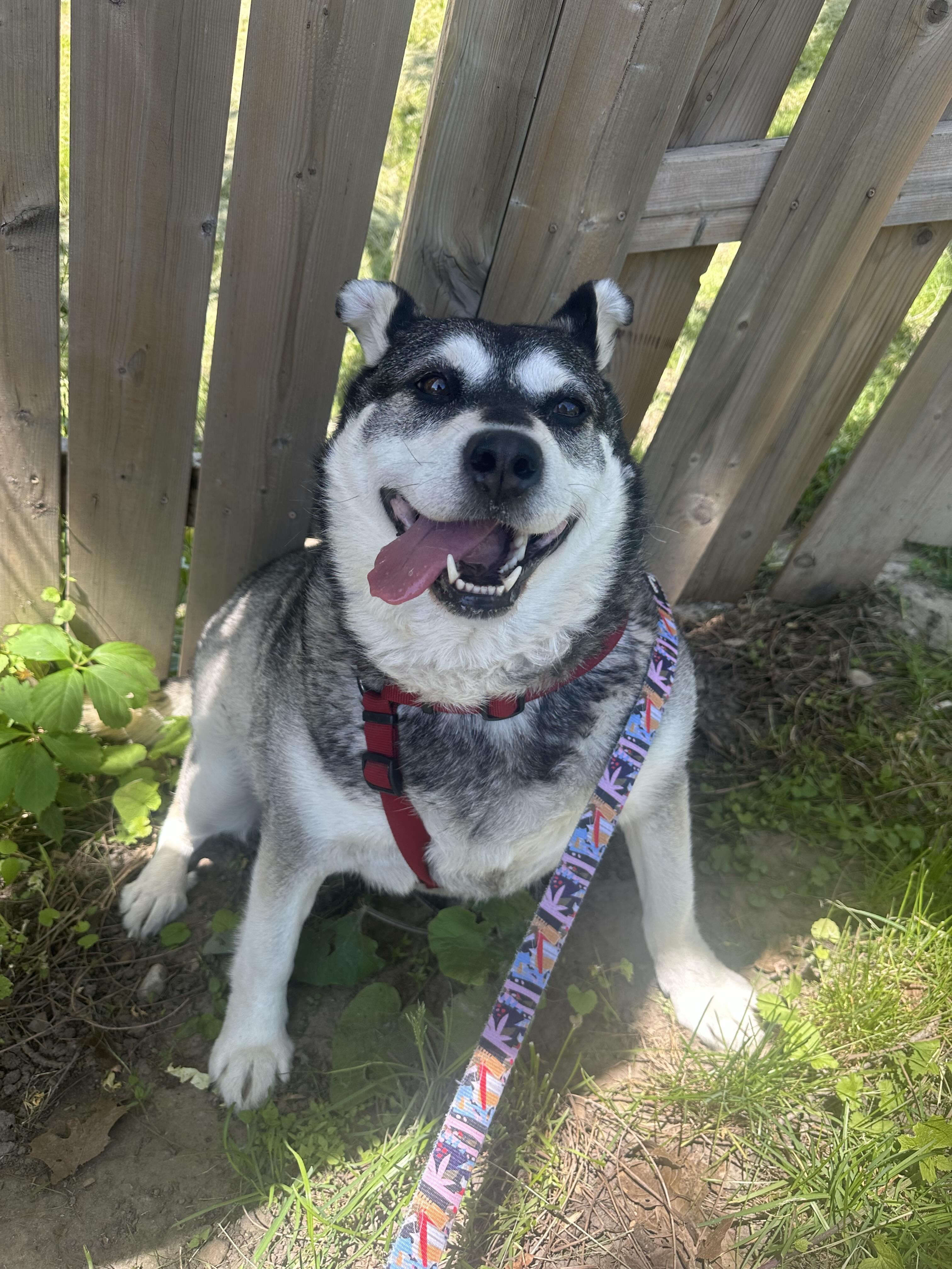 Keeta, a Adoptable mixed breed in Toronto, ON image 5/6