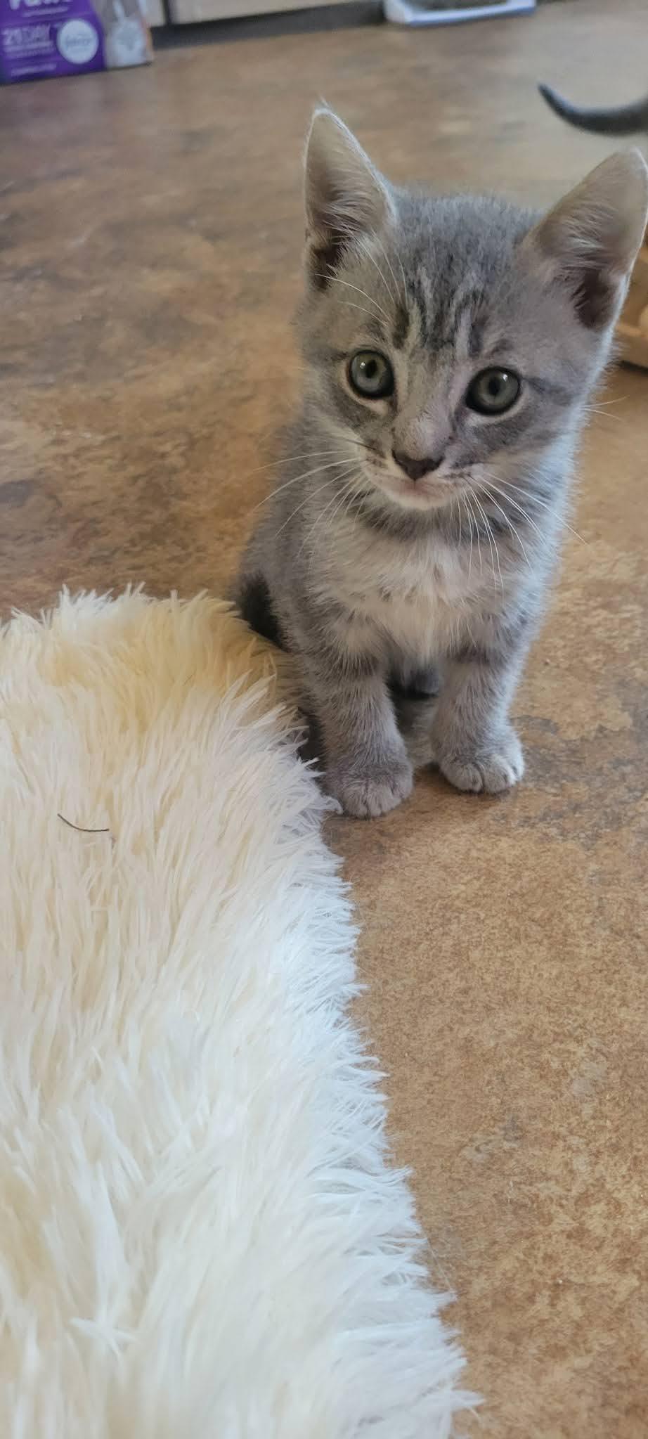 Niblet, Adoptable, Kitten Male American Shorthair.
