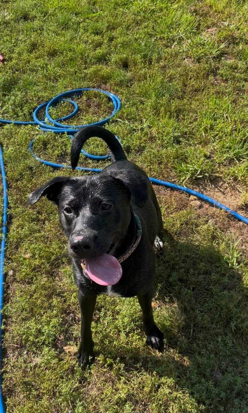 Jasmine, Adoptable, Adult Female Labrador Retriever.
