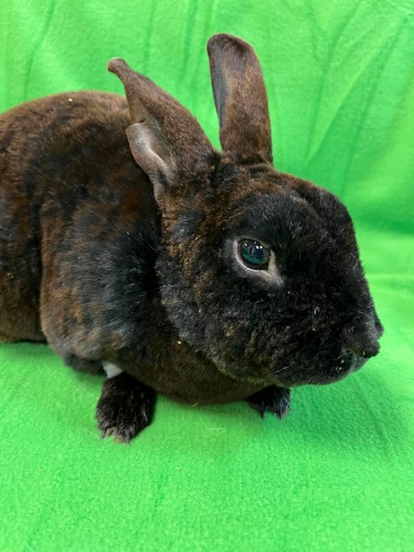 Puca, Adult Male Mini Rex