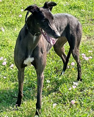 Enlarge Lexi (aka Infection), a ADOPTABLE Greyhound in Dallas, TX image 3/3