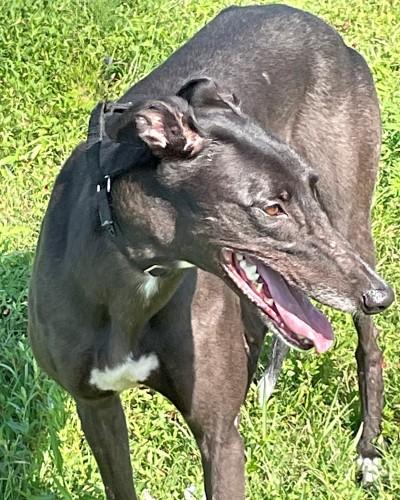 Enlarge Lexi (aka Infection), a ADOPTABLE Greyhound in Dallas, TX image 2/3