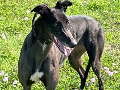Enlarge Lexi (aka Infection), a ADOPTABLE Greyhound in Dallas, TX image 1/3